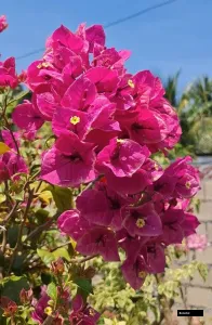 Partha (rooted) Bougainvillea