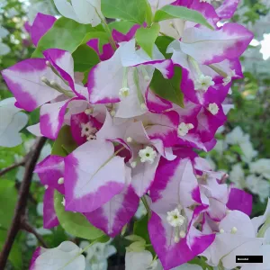Lipstick Bougainvillea