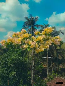Suvarna Bougainvillea