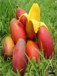 Pusa Lalima Mango