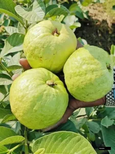 Golden 8 Goava Tree