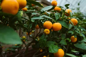 Satsuma Mandarin Plant