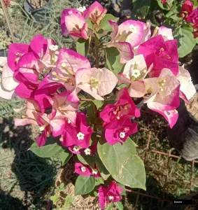 Chitra Cream (rooted) Bougainvillea