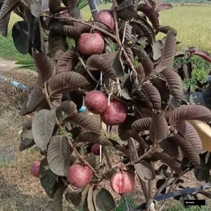 Black Diamond Guava Plant