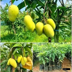 Kartimon Mango Grafted Plant
