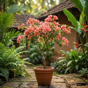 Kerala Peach (grafted) Bougainvillea