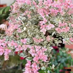Pink Patch (grafted) Bougainvillea