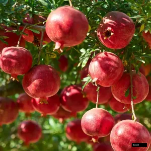 Australian Sweet Anar