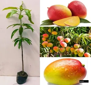 Golap Khas Mango Grafted