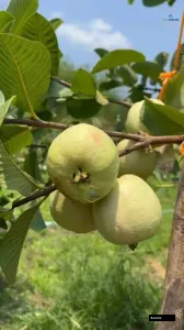 Baruipur Guava Plant