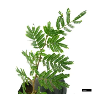 Shami Plant