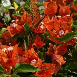 Butterfly Orange (rooted) Bougainvillea