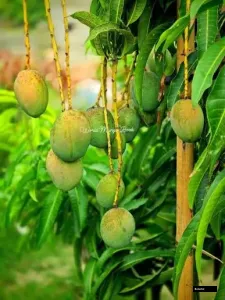 Pratibha Mango Grafted Tree