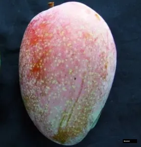 Taichung Mango Premium Plant Grafted Plant