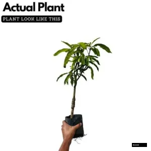 Kartimon Mango Grafted Plant