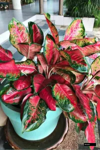 Aglaonema Plant