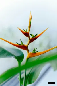 Bird Of Paradise - Colour Orange.