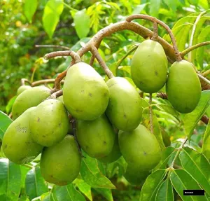 Thai Amra All Time Plant
