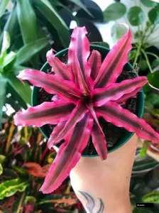 Cryptanthus Pink Plant