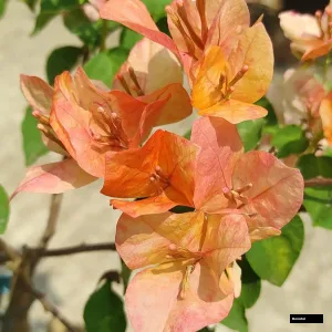 Orange Splash Bougainvillea Plant