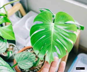 Monstera Deliciosa