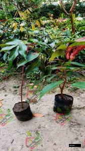 China 3 Litchi Top Variety Plant