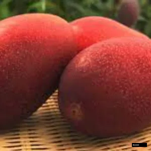 Pusha Shresth Mango Plant