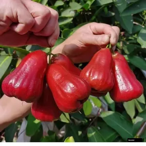 Madhuchamba Red Water Apple Plant