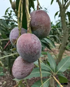 Hong Zhu Mango Plant