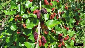 Chiang Mai 16 Mulberry Plant