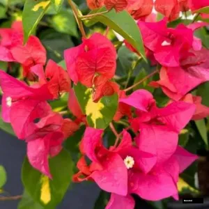 Thimma Red Bougainvillea