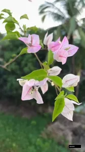 Chilli Ice Cream Bougainvillea