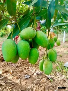 Michri Dana Mango Plant