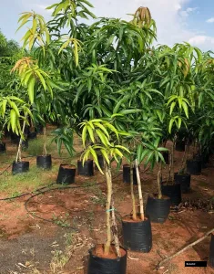 Sindhu Mango Tree