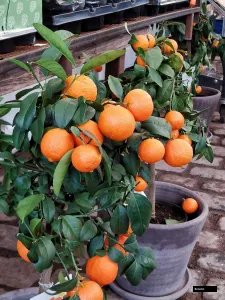 Afourer Mandarin Plant
