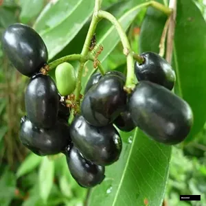 Thai Jamun