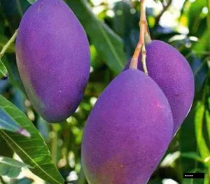 Namdokmai Simong Mango
