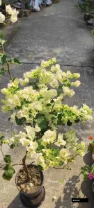 Thai Bowl White (rooted) Bougainvillea