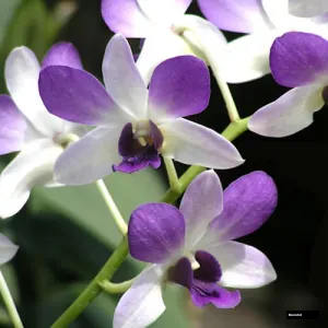 Aridang Blue (seedling)