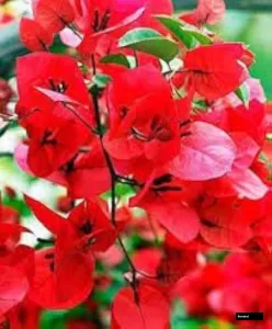 Chilli Orange (rooted) Bougainvillea