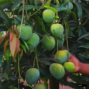 Bari 4 Mango