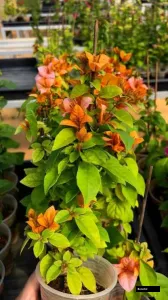 Foxtail Orange (grafted) Bougainvillea