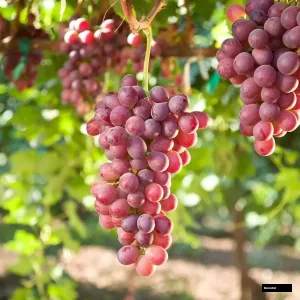 Creamson Grape