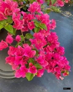 Watermelon Kiss Bougainvillea