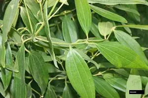 Bay Leaf / Tejpatta