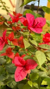 Vishakha Bougainvillea