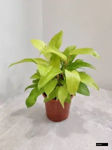 Philodendron Ceylon Golden Plant