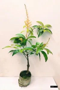 Kanan Bhog Mango Plant