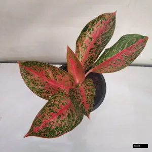 Aglaonema Thai