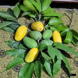 Carabao Mango Tree
